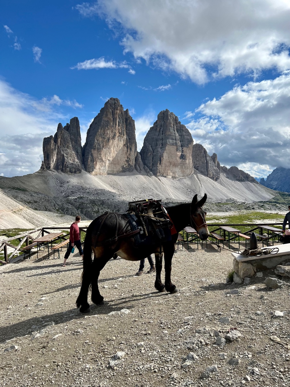 Ein bepacktes Maultier steht im Vordergrund, hinter ihm ragen die drei markanten Felstürme der Drei Zinnen in den Himmel. Schottergelände und Holztische einer Berghütte sind zu sehen.